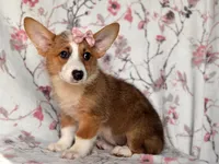 Hope, a female Pembroke Welsh Corgi for sale in Davenport, FL – 8 of 10