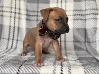 Buck, a male American Pit Bull Terrier and Cane Corso for sale in Davenport, FL – 8 of 10