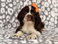 Jess, a female Cocker Spaniel for sale in Davenport, FL – 10 of 10