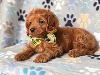 Hiccup, a male Cavapoo and Poodle - Miniature  for sale in Davenport, FL – 5 of 10