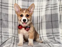 Luke , a male Pembroke Welsh Corgi for sale in Davenport, FL – 3 of 10