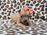 Stella, a female French Bulldog and American Pit Bull Terrier for sale in Davenport, FL – 6 of 10