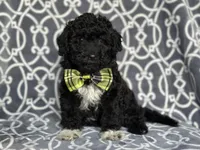 Socks , a male Poodle - Miniature  and Havapoo for sale in Davenport, FL – 8 of 10