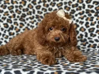  Bubbles , a female Cavapoo and Poodle - Miniature  for sale in Davenport, FL – 8 of 10