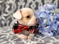 Mouse, a male French Bulldog and Cockapoo for sale in Davenport, FL – 6 of 10
