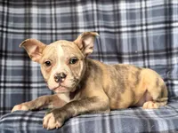 Dagger-price reduced , a male French Bulldog and American Pit Bull Terrier for sale in Davenport, FL – 8 of 10