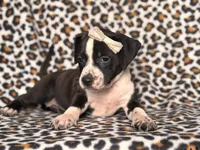 Reba, a female American Pit Bull Terrier and Cane Corso for sale in Davenport, FL – 3 of 10
