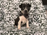 Radio , a male American Pit Bull Terrier and Cane Corso for sale in Davenport, FL – 6 of 9