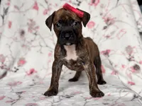 Opossum , a female American Pit Bull Terrier and Cane Corso for sale in Davenport, FL – 3 of 10