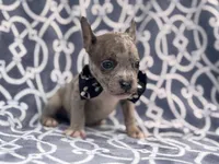 Buster, a male French Bulldog and American Pit Bull Terrier for sale in Davenport, FL – 7 of 10