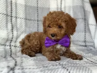 Brice, a male Cockapoo and Poodle - Toy  for sale in Davenport, FL – 6 of 10