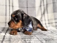 Squirrel, a male French Bulldog and Cockapoo for sale in Davenport, FL – 2 of 10