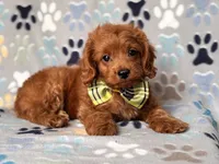 Hiccup, a male Cavapoo and Poodle - Miniature  for sale in Davenport, FL – 3 of 10