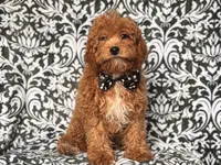 Romeo-price reduced , a male Cavapoo and Poodle - Toy  for sale in Davenport, FL – 6 of 10
