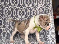Charlie, a male French Bulldog and American Pit Bull Terrier for sale in Davenport, FL – 7 of 9
