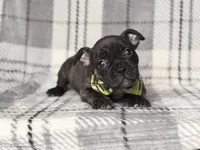 Camo, a male French Bulldog and American Pit Bull Terrier for sale in Davenport, FL – 6 of 9