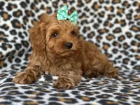 Baby, a female Cockapoo and Poodle - Toy  for sale in Davenport, FL – 4 of 10