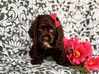 Jewel, a female Cocker Spaniel for sale in Davenport, FL – 9 of 10