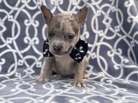 Buster, a male French Bulldog and American Pit Bull Terrier for sale in Davenport, FL – 5 of 10