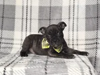 Camo, a male French Bulldog and American Pit Bull Terrier for sale in Davenport, FL – 5 of 9