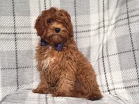 Wyatt, a male Cavapoo and Poodle - Toy  for sale in Davenport, FL – 4 of 9