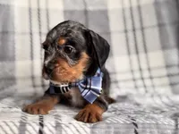 Squirrel, a male French Bulldog and Cockapoo for sale in Davenport, FL – 9 of 10