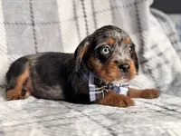 Squirrel, a male French Bulldog and Cockapoo for sale in Davenport, FL – 3 of 10