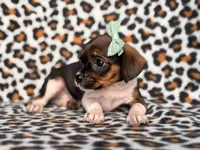 Beauty, a female French Bulldog and Cockapoo for sale in Davenport, FL – 4 of 10