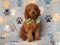 Hiccup, a male Cavapoo and Poodle - Miniature  for sale in Davenport, FL – 9 of 10