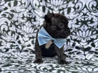 Camo, a male French Bulldog and American Pit Bull Terrier for sale in Davenport, FL – 5 of 10