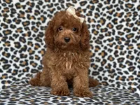  Bubbles , a female Cavapoo and Poodle - Miniature  for sale in Davenport, FL – 9 of 10