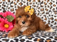 Vanessa , a female Cavapoo and Poodle - Toy  for sale in Davenport, FL – 1 of 10