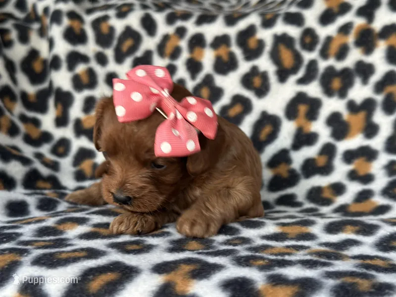 Rose – Cavapoo, Poodle - Miniature  puppy for sale in Davenport, FL