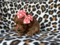 Rose, a female Cavapoo and Poodle - Miniature  for sale in Davenport, FL – Photo 1 of 5