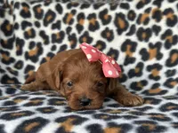 Rose, a female Cavapoo and Poodle - Miniature  for sale in Davenport, FL – Photo 4 of 5