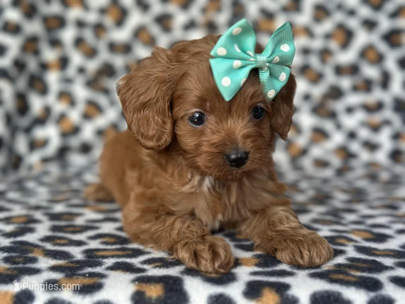 Rose – Cavapoo, Poodle - Miniature  puppy on hold in Davenport, FL