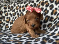 Rose, a female Cavapoo and Poodle - Miniature  for sale in Davenport, FL – Photo 5 of 5