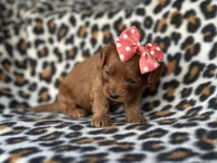 Rose, a female Cavapoo and Poodle - Miniature  for sale in Davenport, FL – Photo 3 of 5