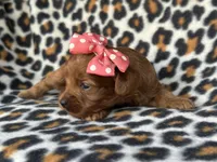Rose, a female Cavapoo and Poodle - Miniature  for sale in Davenport, FL – Photo 2 of 5