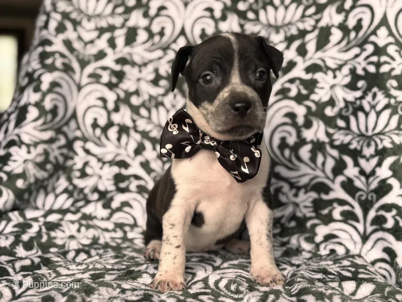 Radio  – American Pit Bull Terrier, Cane Corso puppy for sale in Davenport, FL