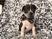Radio , a male American Pit Bull Terrier and Cane Corso for sale in Davenport, FL – 1 of 9