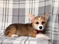 Luke , a male Pembroke Welsh Corgi for sale in Davenport, FL – 2 of 10