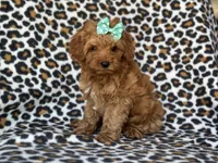 Baby, a female Cockapoo and Poodle - Toy  for sale in Davenport, FL – 5 of 10