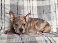 Tigger, a male French Bulldog and American Pit Bull Terrier for sale in Davenport, FL – 9 of 10