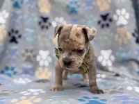 Tigger, a male French Bulldog and American Pit Bull Terrier for sale in Davenport, FL – 4 of 10