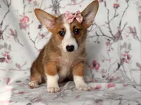 Hope, a female Pembroke Welsh Corgi for sale in Davenport, FL – 6 of 10