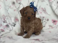 Delilah, a female Cavapoo and Poodle - Miniature  for sale in Davenport, FL – Photo 3 of 7