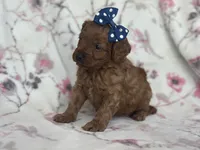 Delilah, a female Cavapoo and Poodle - Miniature  for sale in Davenport, FL – Photo 2 of 7