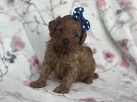 Delilah, a female Cavapoo and Poodle - Miniature  for sale in Davenport, FL – Photo 6 of 7
