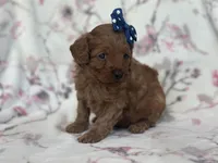 Delilah, a female Cavapoo and Poodle - Miniature  for sale in Davenport, FL – Photo 4 of 7